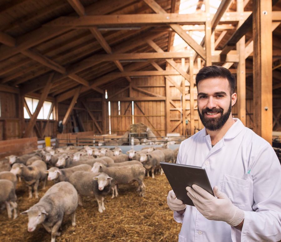 portrait-veterinarian-dressed-white-coat-with-rubber-gloves-standing-sheep-domestic-farm-edited-scaled portrait-veterinarian-dressed-white-coat-with-rubber-gloves-standing-sheep-domestic-farm-edited-scaled